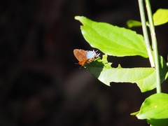 Drupadia ravindra moorei