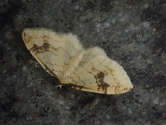 Pseudostegania defectata