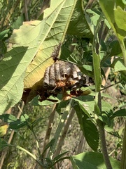 Polistes bellicosus