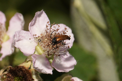 Pseudovadonia livida