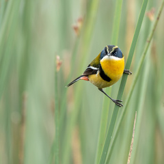 Tachuris rubrigastra