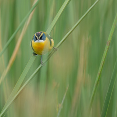 Tachuris rubrigastra