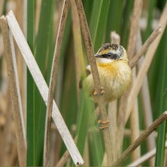 Tachuris rubrigastra