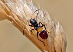 Raglius confusus