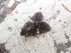 Hadena variolata