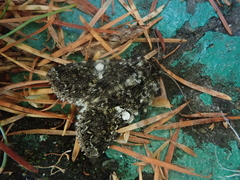 Hadena variolata
