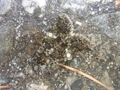 Hadena variolata