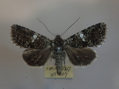 Hadena variolata