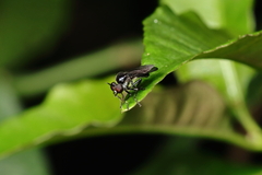 Oidardis