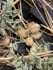 Astragalus lentiginosus