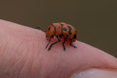 Euryope terminalis