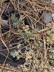 Astragalus lentiginosus
