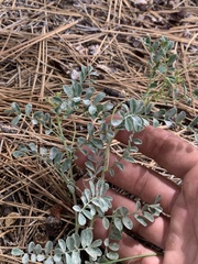 Astragalus lentiginosus