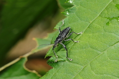 Naupactus