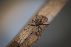 Spilostethus rivularis