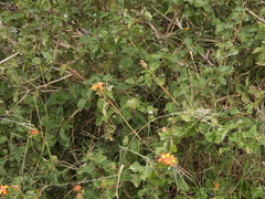 Lantana urticoides