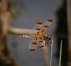 Libellula semifasciata