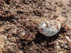 Sphoeroides testudineus