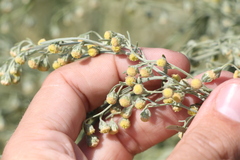 Artemisia sieversiana
