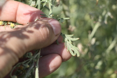 Artemisia sieversiana
