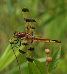 Libellula semifasciata