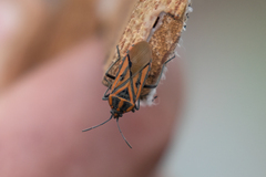 Spilostethus rivularis