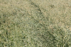 Artemisia sieversiana