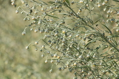Artemisia sieversiana