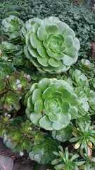 Aeonium canariense
