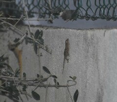 Tarentola mauritanica mauritanica