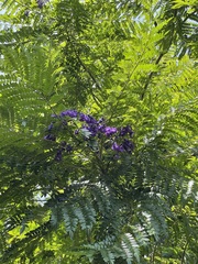 Jacaranda