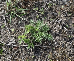 Ratibida columnifera