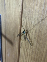 Leptotarsus albistigma