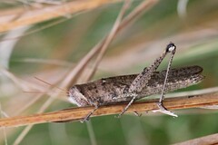 Schistocerca rubiginosa