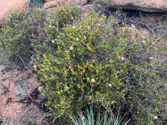 Ancylobothrys capensis