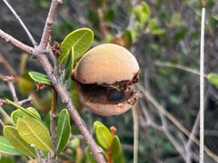 Ancylobothrys capensis