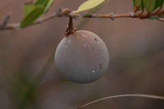 Ancylobothrys capensis