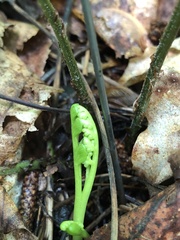 Botrychium tenebrosum