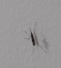 Anopheles punctipennis