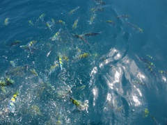 Abudefduf vaigiensis