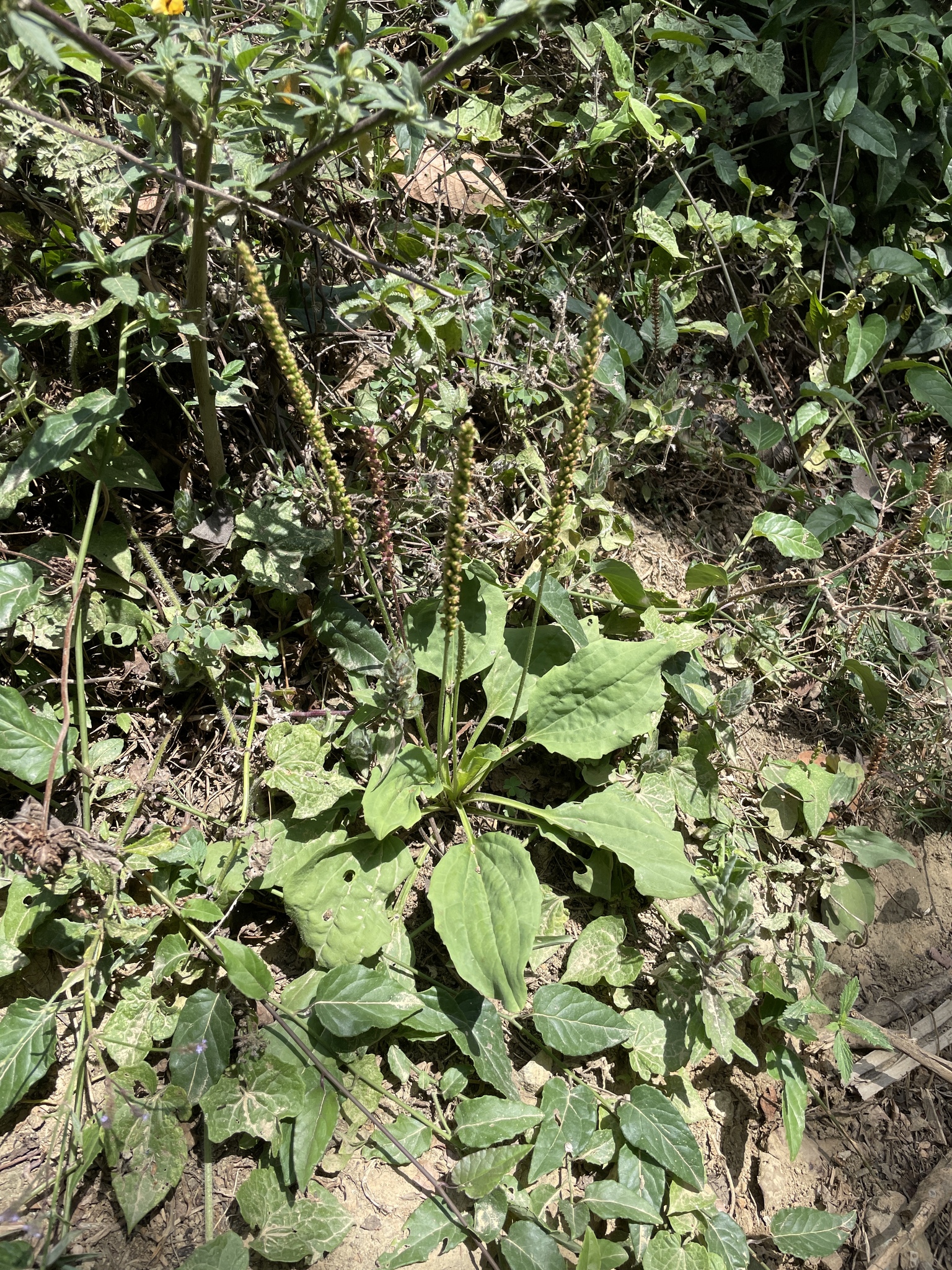 Plantago major image