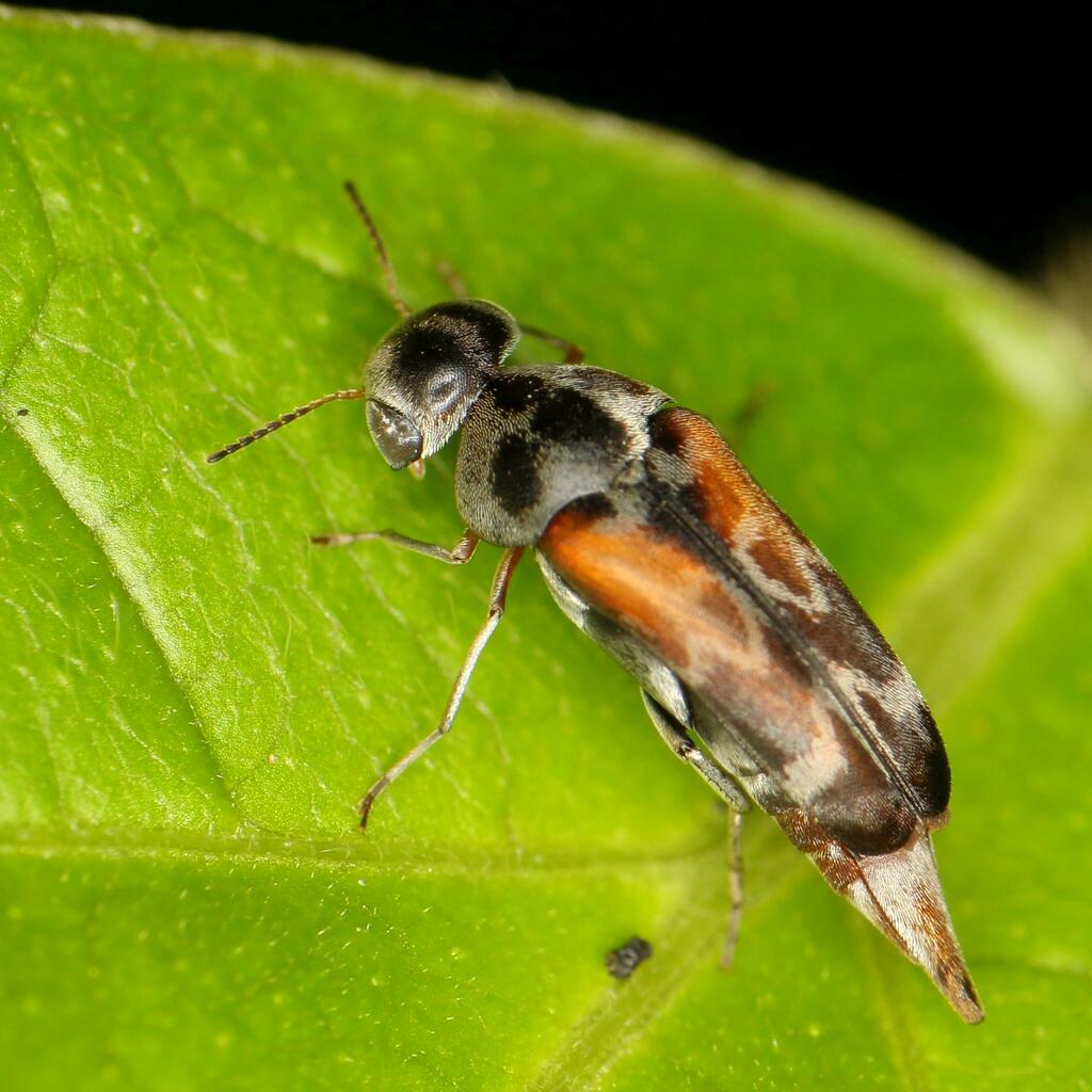Glipidiomorpha