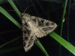Sidemia bremeri