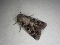 Sidemia bremeri