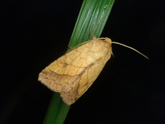 Pyrrhia umbra