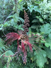 Calliandra houstoniana