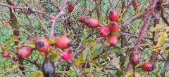 Rosa canina