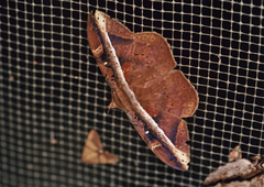 Hemeroblemma opigena