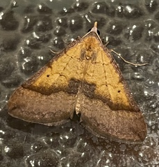 Anachloris subochraria