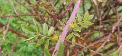 Rosa canina